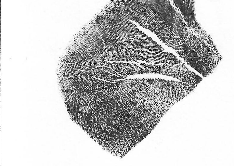 fingerprints zoom 768x545